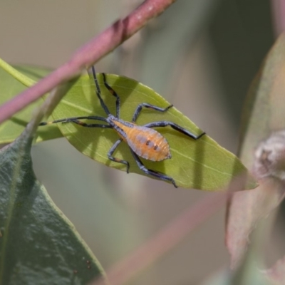 Amorbus (genus) (Eucalyptus Tip bug) at Dunlop, ACT - 11 Jan 2019 by AlisonMilton