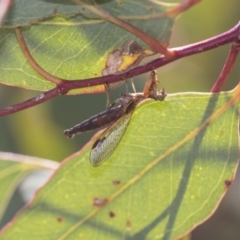 Mantispidae (family) (Unidentified mantisfly) at Dunlop, ACT - 11 Jan 2019 by AlisonMilton