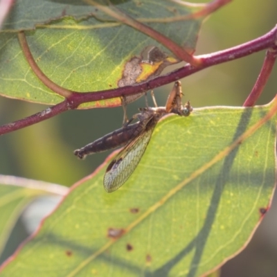 Mantispidae (family) (Unidentified mantisfly) at Dunlop, ACT - 10 Jan 2019 by AlisonMilton