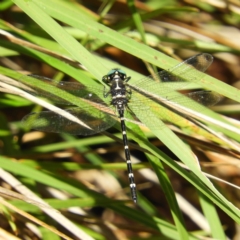 Eusynthemis guttata (Southern Tigertail) at Gibraltar Pines - 8 Jan 2019 by MatthewFrawley