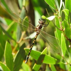 Synthemis eustalacta (Swamp Tigertail) at Gibraltar Pines - 8 Jan 2019 by MatthewFrawley