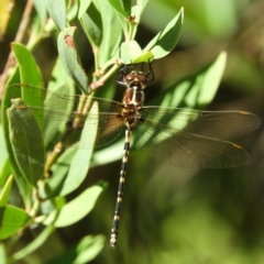 Synthemis eustalacta at Paddys River, ACT - 9 Jan 2019 10:25 AM