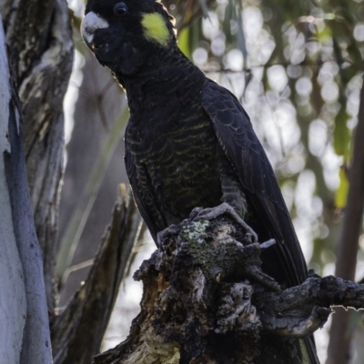 Zanda funerea (Yellow-tailed Black-Cockatoo) at Paddys River, ACT - 3 Jan 2019 by BIrdsinCanberra