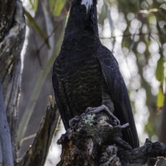 Zanda funerea at Paddys River, ACT - 4 Jan 2019