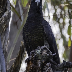 Zanda funerea at Paddys River, ACT - 4 Jan 2019