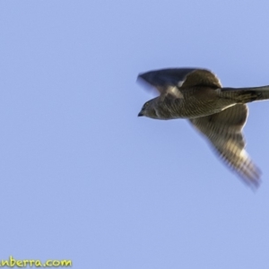 Accipiter fasciatus at Paddys River, ACT - 4 Jan 2019