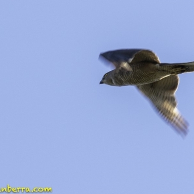 Accipiter fasciatus (Brown Goshawk) at Tidbinbilla Nature Reserve - 3 Jan 2019 by BIrdsinCanberra