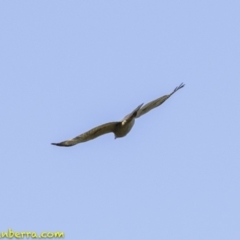 Accipiter fasciatus at Paddys River, ACT - 4 Jan 2019