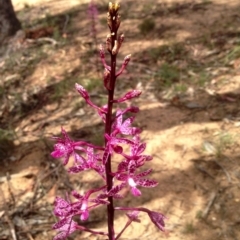 Dipodium punctatum (Blotched Hyacinth Orchid) at Booth, ACT - 11 Jan 2019 by KMcCue