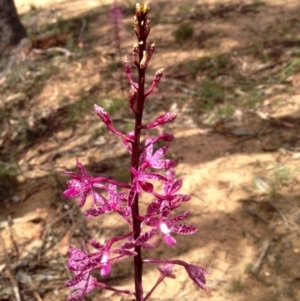 Dipodium punctatum at Booth, ACT - 11 Jan 2019