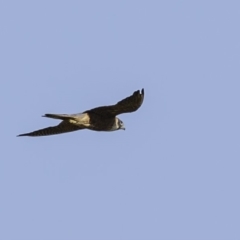 Falco longipennis (Australian Hobby) at Paddys River, ACT - 4 Jan 2019 by JonSteinbeck