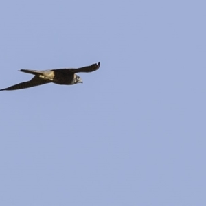 Falco longipennis at Paddys River, ACT - 4 Jan 2019