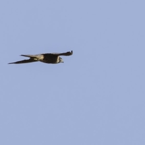 Falco longipennis at Paddys River, ACT - 4 Jan 2019