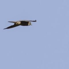 Falco longipennis at Paddys River, ACT - 4 Jan 2019