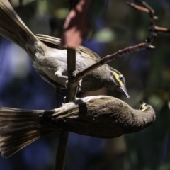 Caligavis chrysops (Yellow-faced Honeyeater) at Paddys River, ACT - 4 Jan 2019 by JonSteinbeck