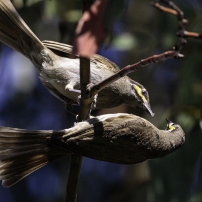 Caligavis chrysops (Yellow-faced Honeyeater) at Paddys River, ACT - 3 Jan 2019 by BIrdsinCanberra