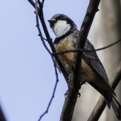 Pachycephala rufiventris (Rufous Whistler) at Paddys River, ACT - 4 Jan 2019 by JonSteinbeck