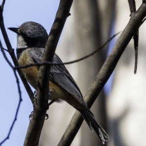 Pachycephala rufiventris at Paddys River, ACT - 4 Jan 2019 09:13 AM