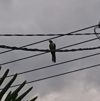 Eudynamys orientalis (Pacific Koel) at Isabella Plains, ACT - 11 Jan 2019 by Kym