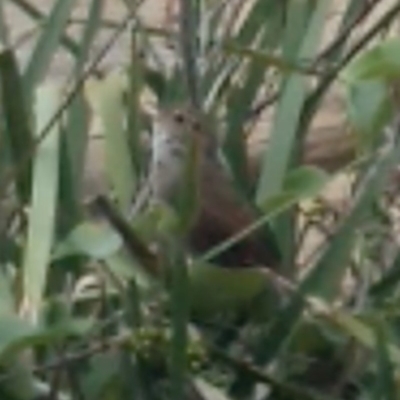 Dasyornis brachypterus (Eastern Bristlebird) at Booderee National Park - 9 Jan 2019 by MattM