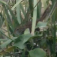 Dasyornis brachypterus at Jervis Bay, JBT - suppressed