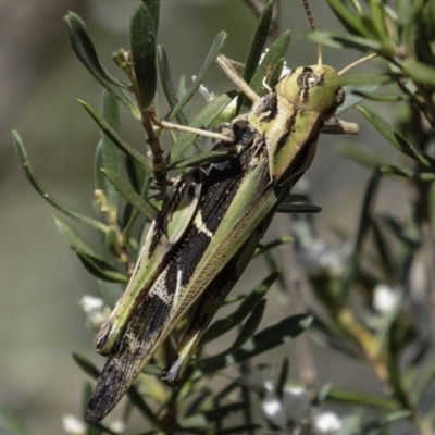 Gastrimargus musicus (Yellow-winged Locust or Grasshopper) at Paddys River, ACT - 4 Jan 2019 by JonSteinbeck