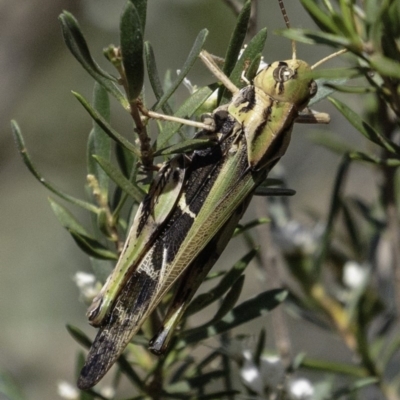 Gastrimargus musicus (Yellow-winged Locust or Grasshopper) at Paddys River, ACT - 4 Jan 2019 by BIrdsinCanberra