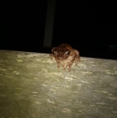 Litoria peronii (Peron's Tree Frog, Emerald Spotted Tree Frog) at Kioloa, NSW - 10 Jan 2019 by MattM