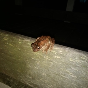 Litoria peronii at Kioloa, NSW - 10 Jan 2019