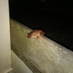 Litoria peronii at Kioloa, NSW - 10 Jan 2019