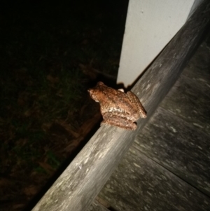 Litoria peronii at Kioloa, NSW - 10 Jan 2019