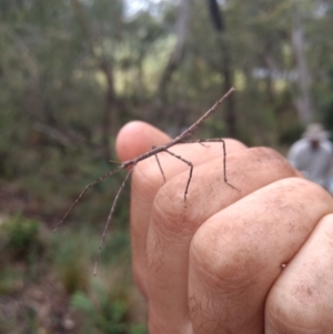 Ctenomorpha marginipennis at Kioloa, NSW - 10 Jan 2019
