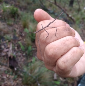 Ctenomorpha marginipennis at Kioloa, NSW - 10 Jan 2019 11:13 AM