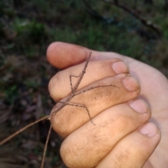 Ctenomorpha marginipennis at Kioloa, NSW - 10 Jan 2019 11:13 AM