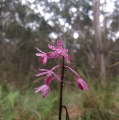 Dipodium punctatum (Blotched Hyacinth Orchid) at Kioloa, NSW - 10 Jan 2019 by MattM