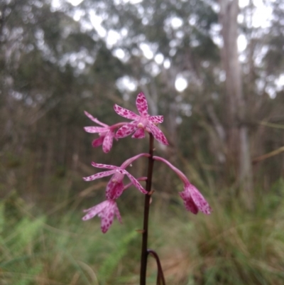 Dipodium punctatum (Blotched Hyacinth Orchid) at Kioloa, NSW - 10 Jan 2019 by MattM