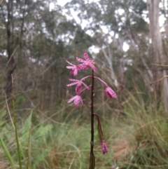 Dipodium punctatum at Kioloa, NSW - suppressed