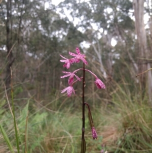 Dipodium punctatum at Kioloa, NSW - suppressed