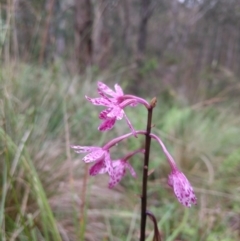 Dipodium punctatum at Kioloa, NSW - 10 Jan 2019