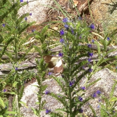 Belenois java (Caper White) at Namadgi National Park - 11 Jan 2019 by KMcCue