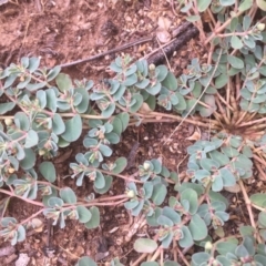 Euphorbia dallachyana (Mat Spurge, Caustic Weed) at Griffith, ACT - 9 Jan 2019 by AlexKirk