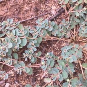 Euphorbia dallachyana at Griffith, ACT - 10 Jan 2019