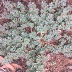 Euphorbia dallachyana at Griffith, ACT - 10 Jan 2019