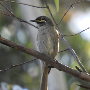 Caligavis chrysops at Paddys River, ACT - 9 Jan 2019