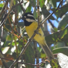 Falcunculus frontatus (Eastern Shrike-tit) at Tennent, ACT - 9 Jan 2019 by MatthewFrawley