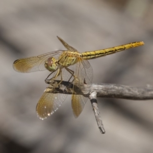 Diplacodes haematodes at Dunlop, ACT - 11 Jan 2019 11:31 AM