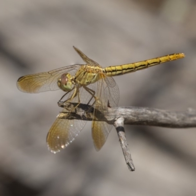 Diplacodes haematodes (Scarlet Percher) at Dunlop, ACT - 11 Jan 2019 by AlisonMilton