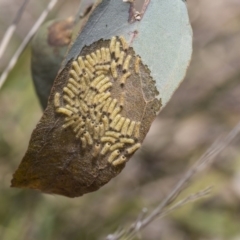 Uraba lugens (Gumleaf Skeletonizer) at The Pinnacle - 11 Jan 2019 by AlisonMilton