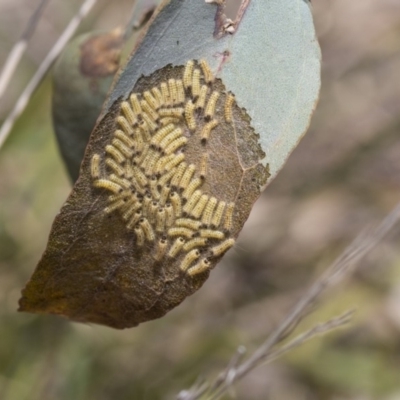 Uraba lugens (Gumleaf Skeletonizer) at Hawker, ACT - 11 Jan 2019 by AlisonMilton