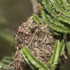 Papyrius nitidus (Shining Coconut Ant) at The Pinnacle - 11 Jan 2019 by AlisonMilton